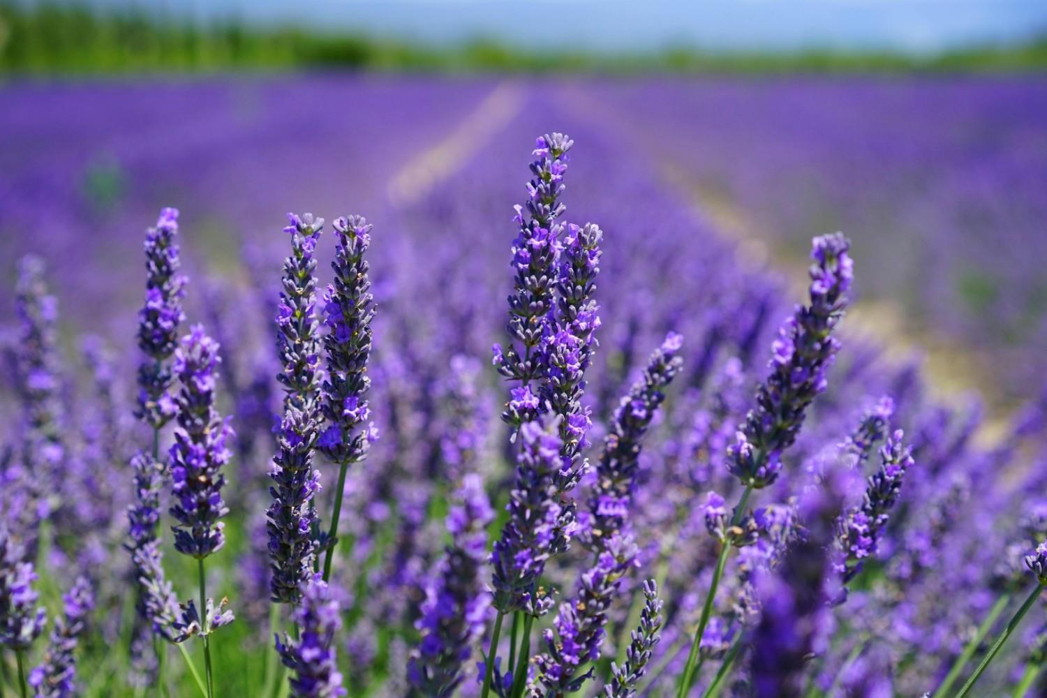 A vibrant field of deep purple salvia flowers stands in sharp focus, with their tall, spiked blossoms reaching upward toward the light. The background creates a soft, ethereal bokeh effect, emphasizing the dense and lush nature of the floral landscape.