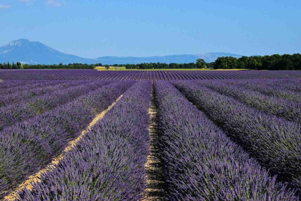 Vast, symmetrical rows of purple lavender stretch toward the horizon, creating a striking pattern across the landscape. In the background, a line of green trees and distant blue mountains sit under a clear, bright sky.