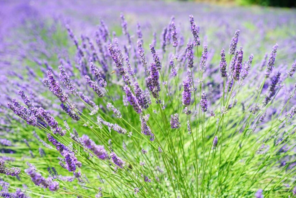 A sun-drenched close-up reveals vibrant lavender sprigs in full bloom, showcasing their delicate purple flowers against slender green stems. The soft-focus background extends into a vast field of lavender, creating a bright and airy atmosphere.