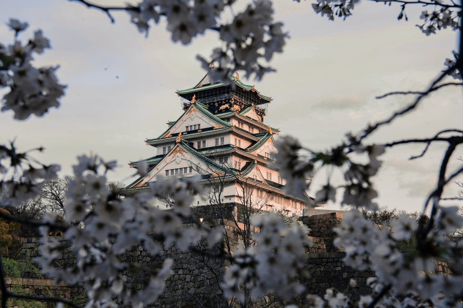 Historic Osaka Castle framed by soft white cherry blossom flowers in Japan.