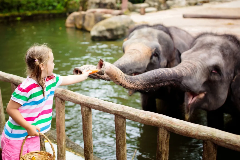 A young girl in a colorful striped shirt reaches over a wooden fence to feed a carrot to an elephant's trunk. Two elephants stand in a water enclosure, eagerly waiting for treats from the girl's basket.