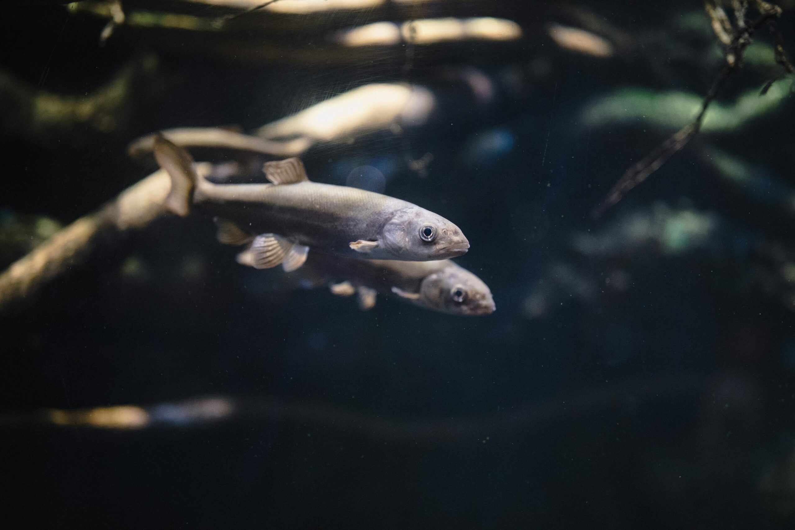 Two slender, silver-colored fish swim through dark, murky water punctuated by faint particles of light. Thick, gnarled branches loom in the blurred background, creating a moody and shadowed aquatic environment.