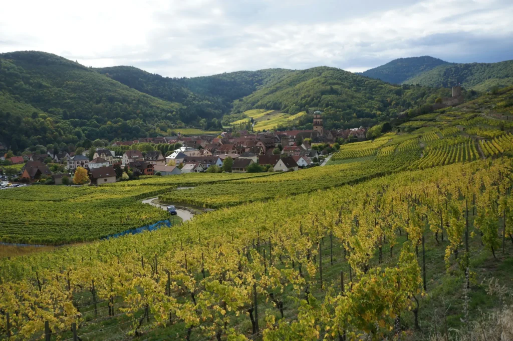 A scenic, high-angle view captures a European village nestled in a lush valley surrounded by rolling green hills. In the foreground, vast, terraced vineyards with golden-green autumn leaves stretch across the landscape, leading toward traditional houses and a distinct church tower in the distance.