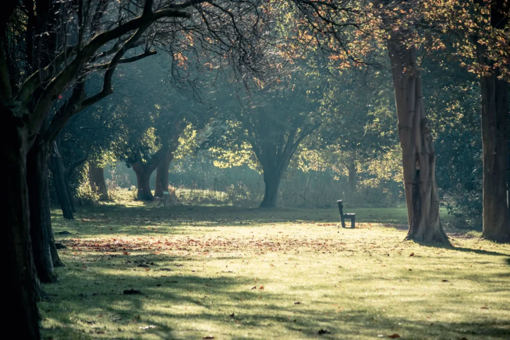 A serene, sunlit park clearing is surrounded by mature trees with leaves beginning to change color. A single wooden bench sits in the distance on a grassy lawn scattered with fallen autumn leaves.