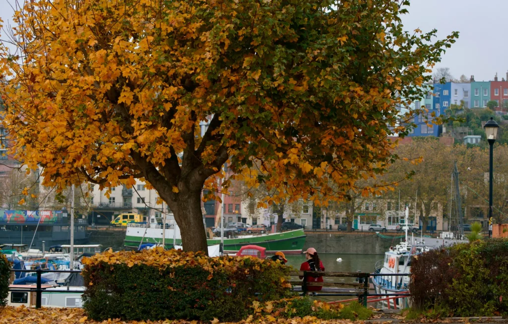 A large, prominent tree filled with vibrant autumn foliage in shades of orange and yellow stands near a waterfront where people sit on a bench. In the background, boats are docked in the water, and colorful houses sit on a hillside beneath an overcast sky.