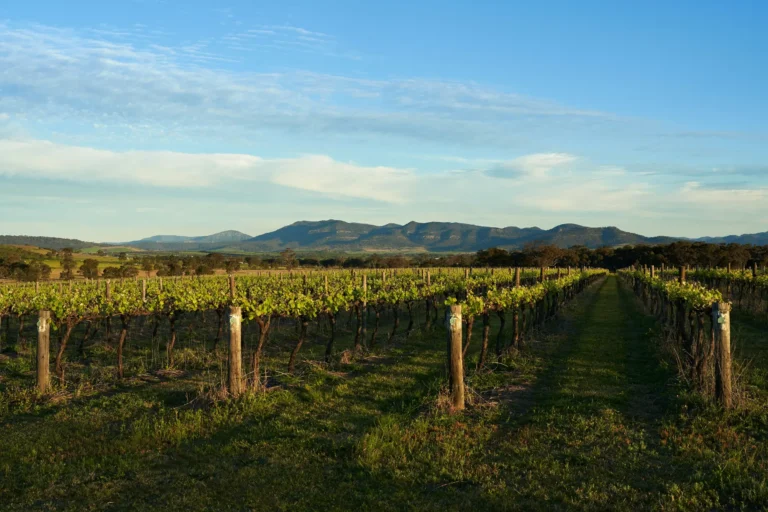 Lush green vineyard rows stretched across a grassy field under a bright blue sky. Distant rolling hills and light clouds frame the serene countryside landscape.