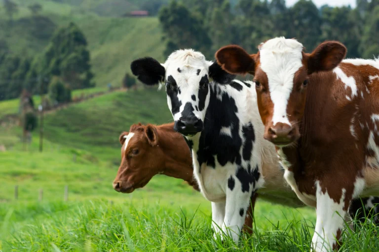 Three young cows stand together in a lush, green pasture surrounded by rolling hills. One cow has black and white markings, while the other two feature reddish-brown and white patches.