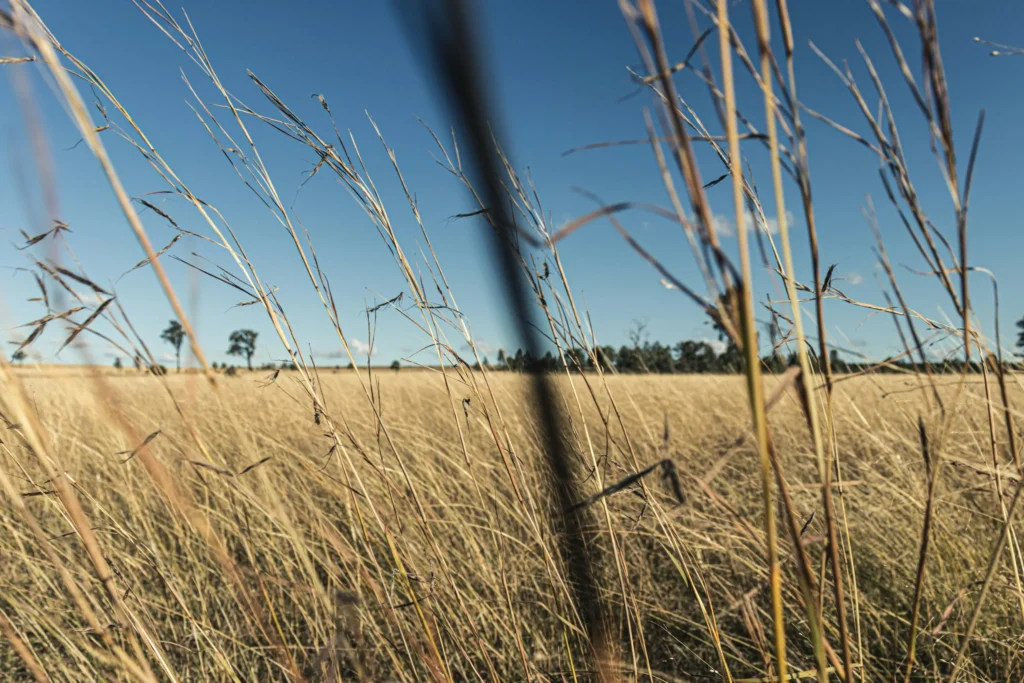 A close-up view of tall, dry golden grass stalks reaching upward in a wide open field. In the distant background, scattered trees sit under a clear blue sky.