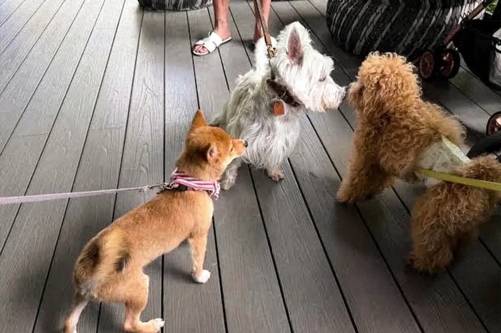 Three small dogs meeting on a hotel deck, including a white terrier, a brown curly-haired dog, and a small tan dog on leashes.