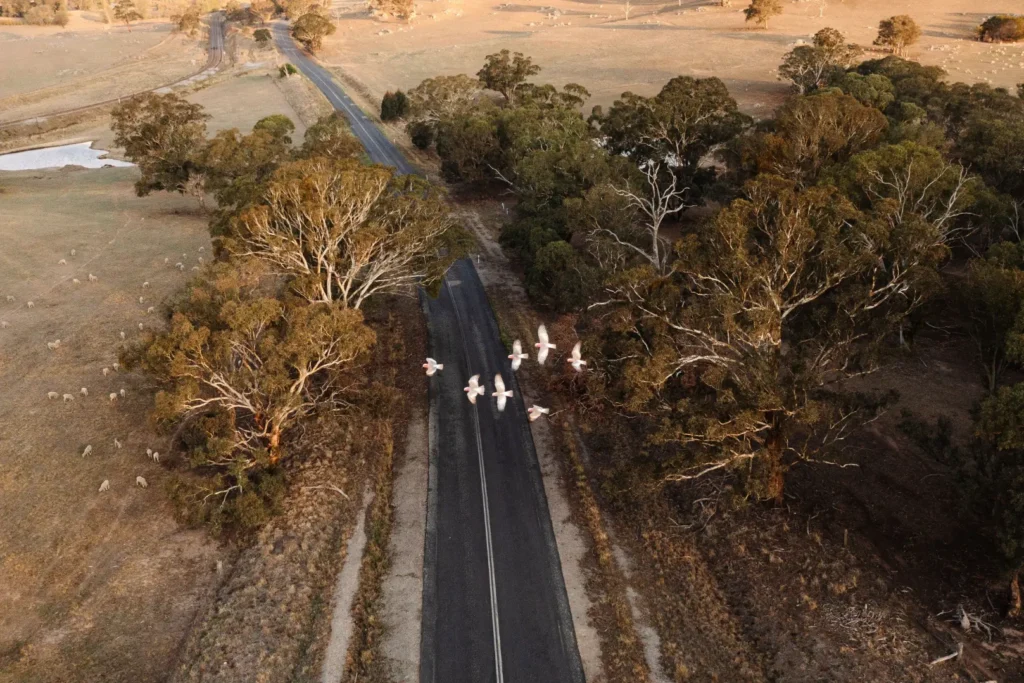 An aerial view captures a flock of galahs flying over a quiet asphalt road lined with large trees. The surrounding rural landscape features dry grassy fields bathed in warm evening sunlight.