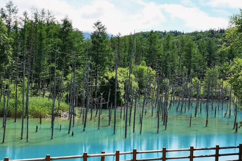 The famous Blue Pond in Biei, Hokkaido, featuring vivid turquoise water, numerous bare tree trunks rising from the pond, and a wooden viewing fence in the foreground.
