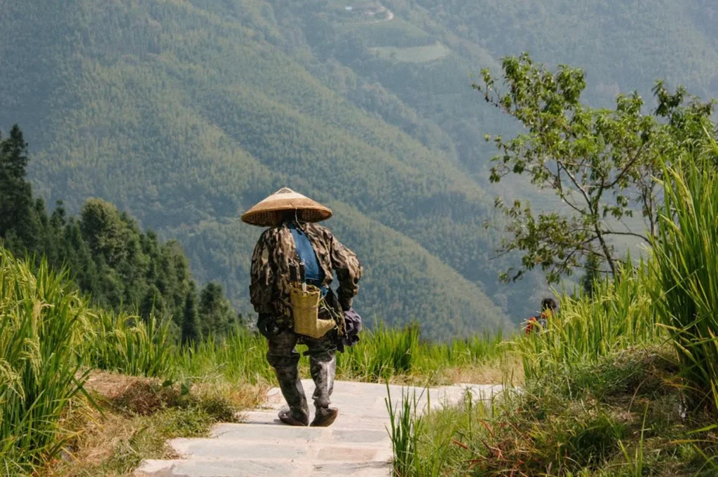 A traveler wearing a wide conical straw hat and carrying a woven basket walks down a stone pathway bordered by tall green rice plants, with forested mountains stretching into the background.